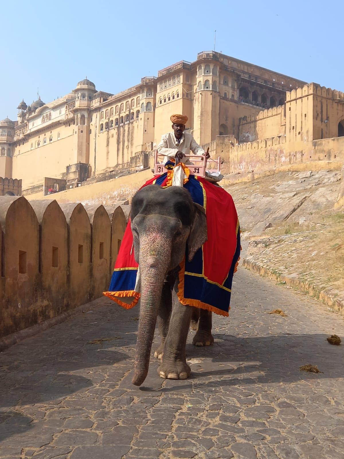 Jaipur Elephant
