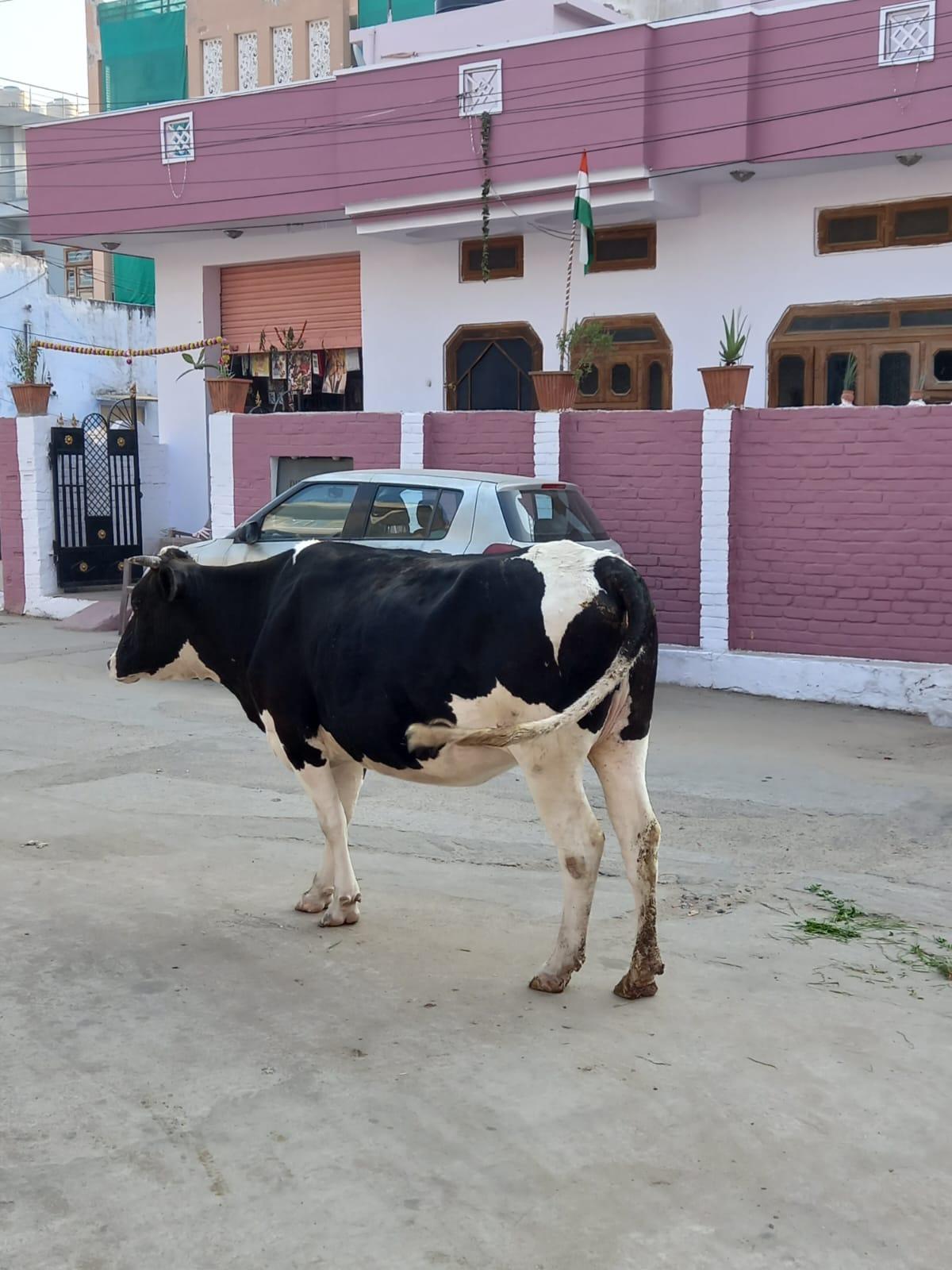 Jaipur Vache